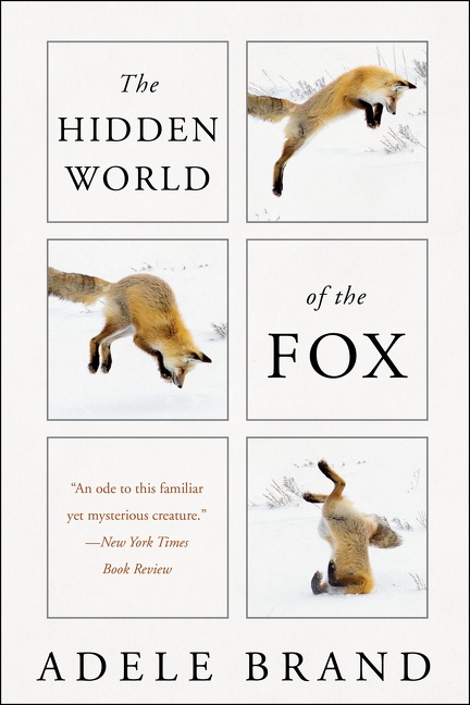 The Hidden World of the Fox by Adele Brand