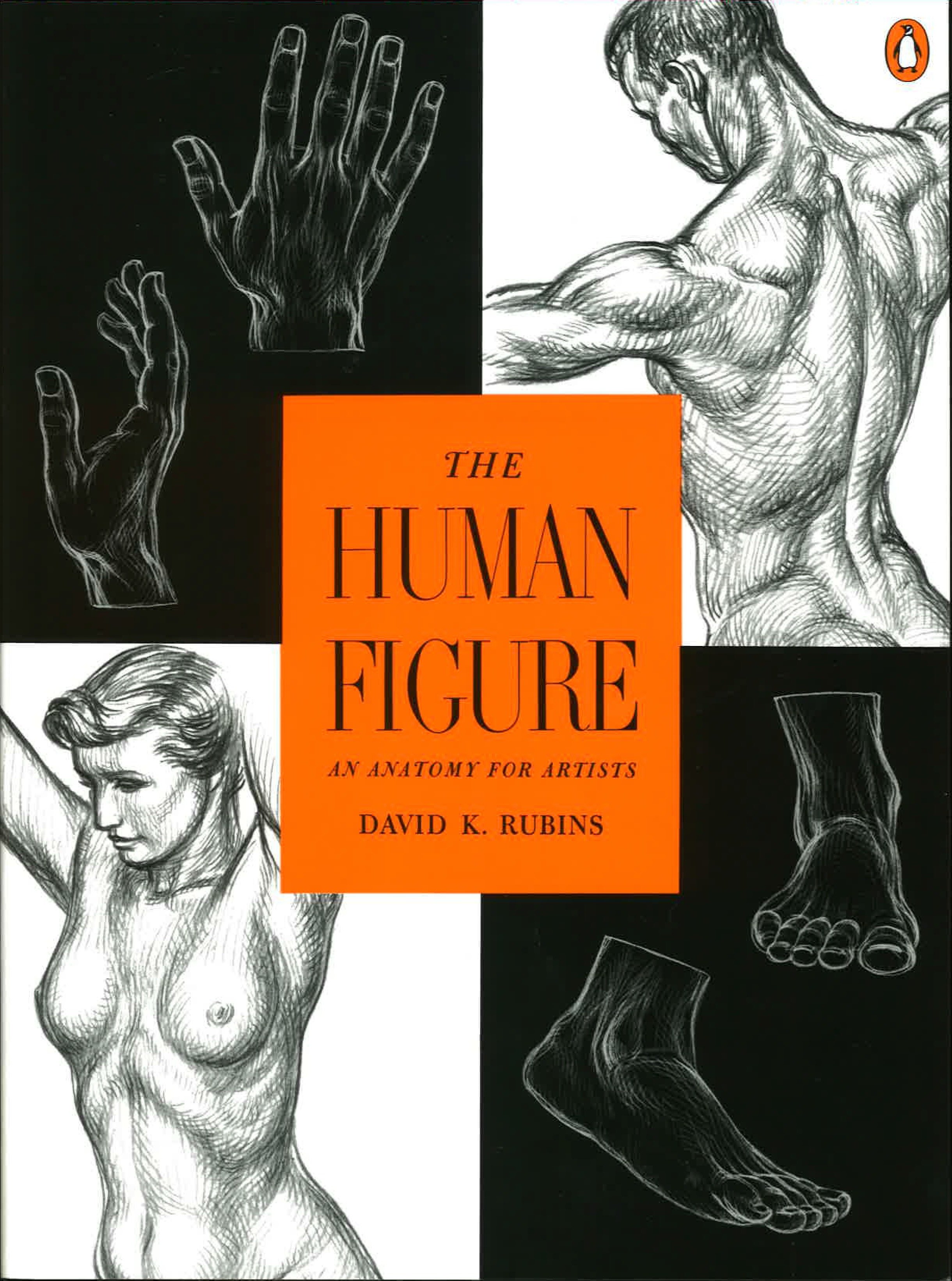 The Human Figure by David K. Rubins