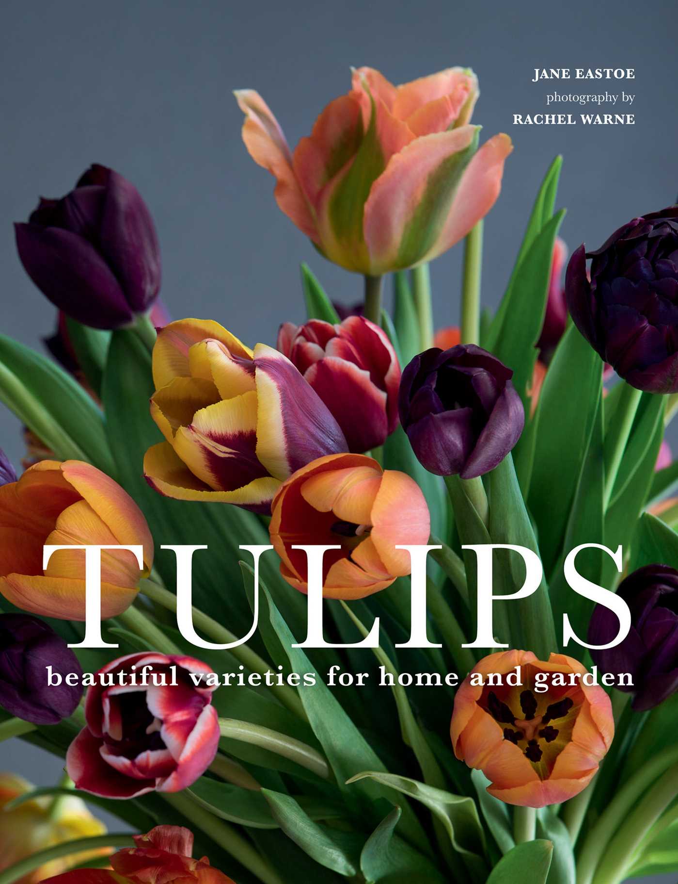 Tulips by Jane Eastoe