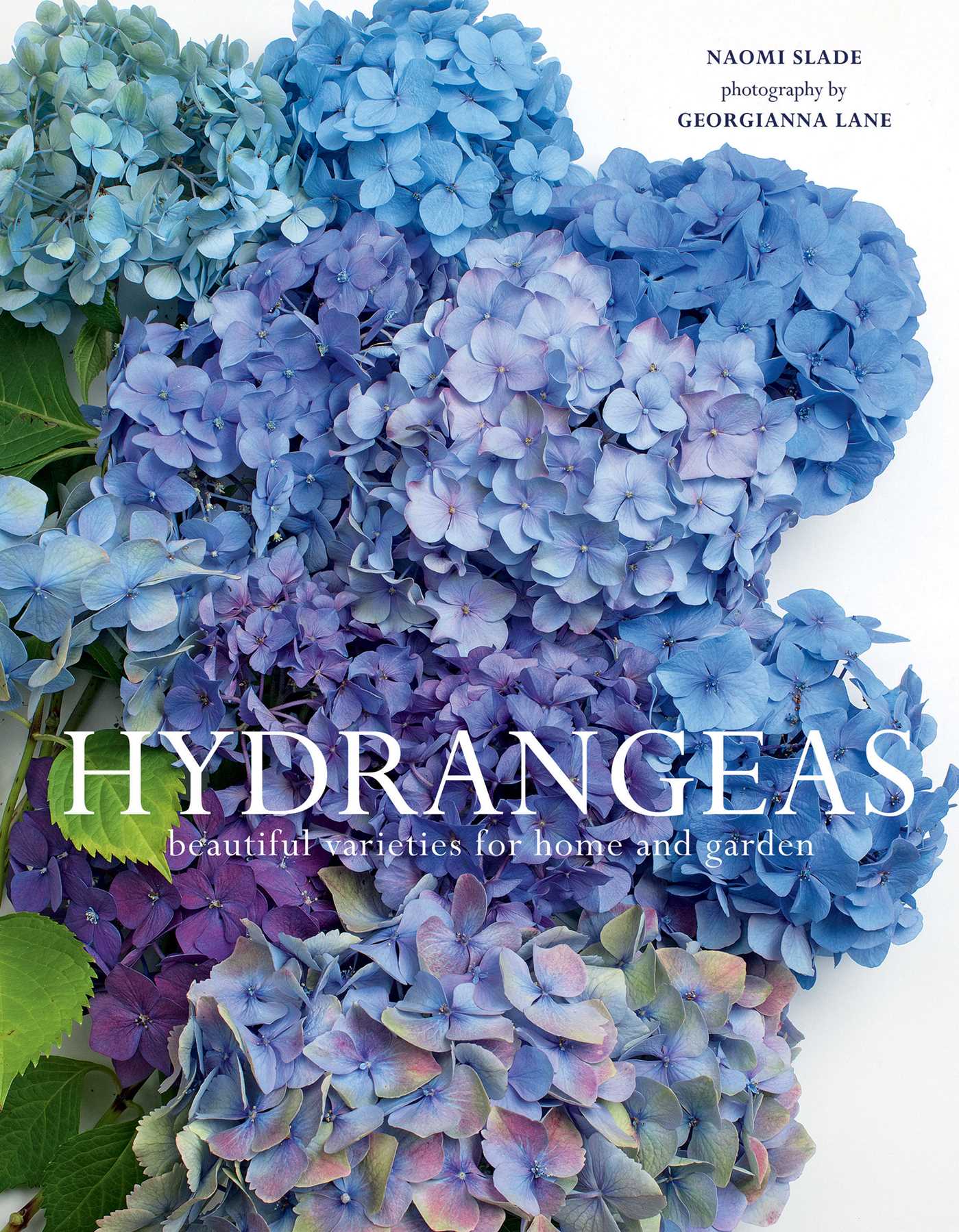Hydrangeas by Naomi Slade