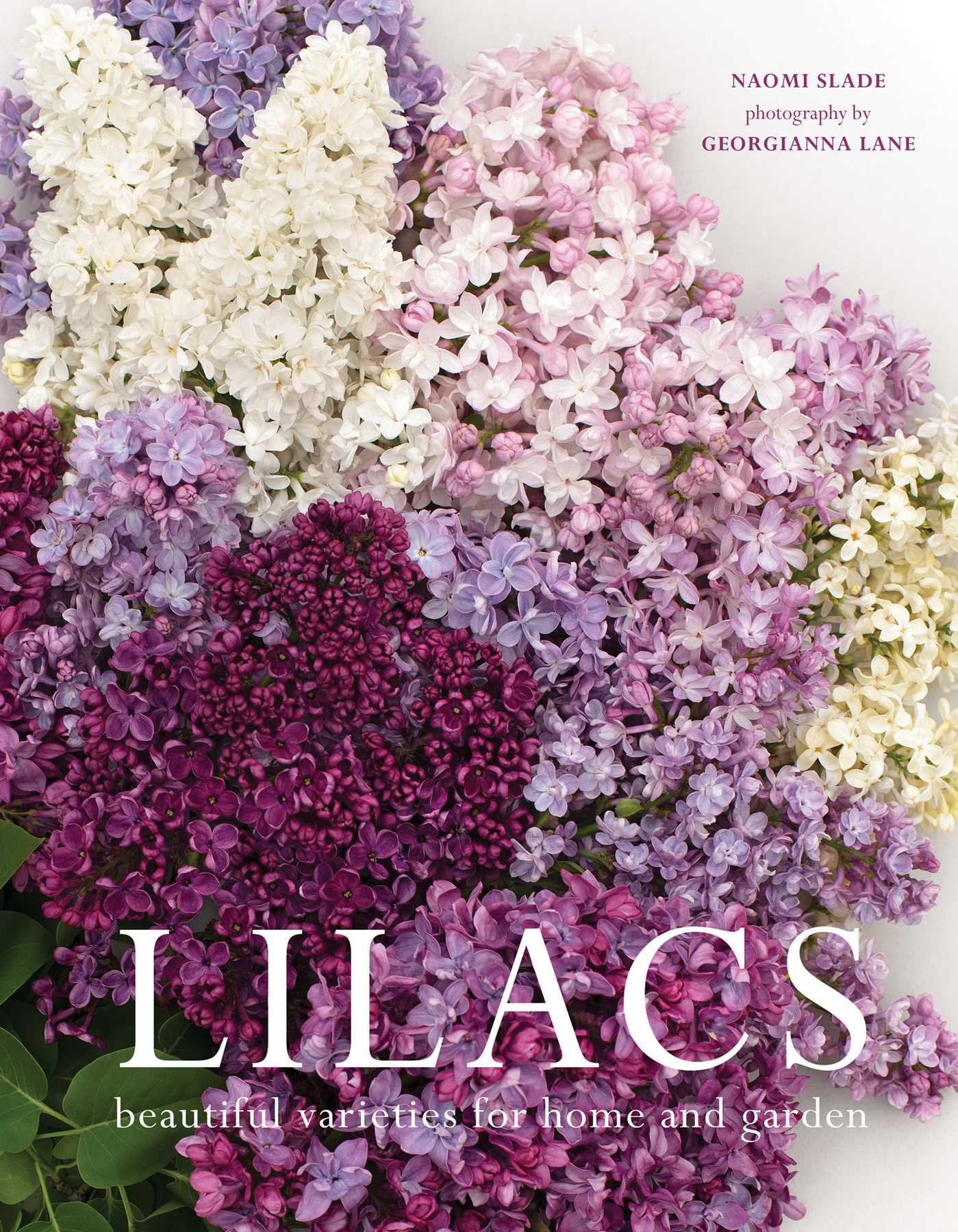 Lilacs by Naomi Slade