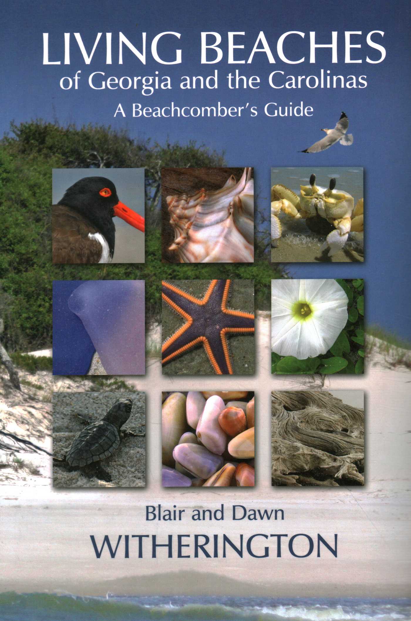 Living Beaches of Georgia and the Carolinas by Blair Witherington