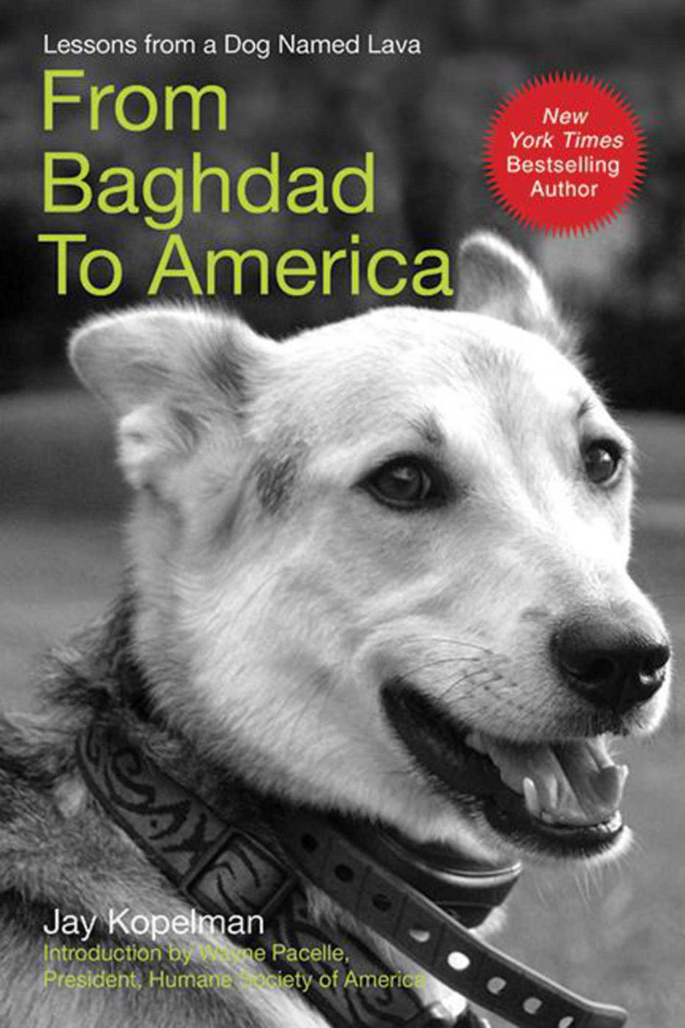 From Baghdad to America by Jay Kopelman