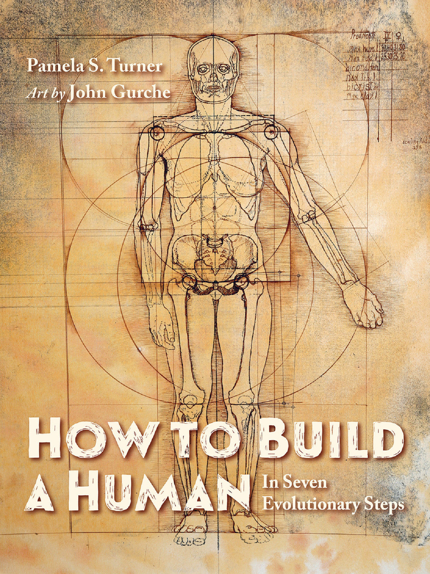 How to Build a Human by Pamela S. Turner