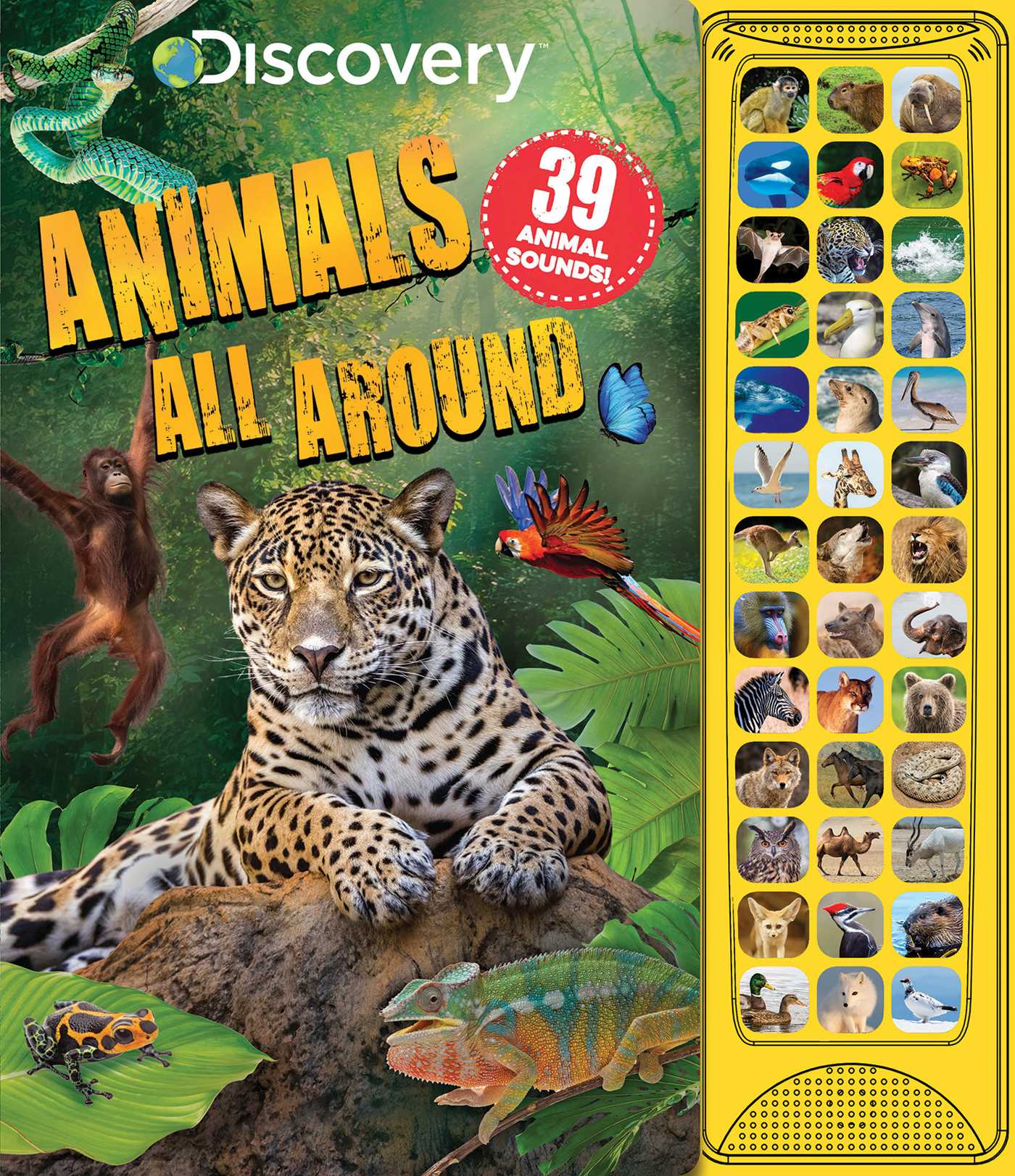 Discovery: Animals All Around by Courtney Acampora