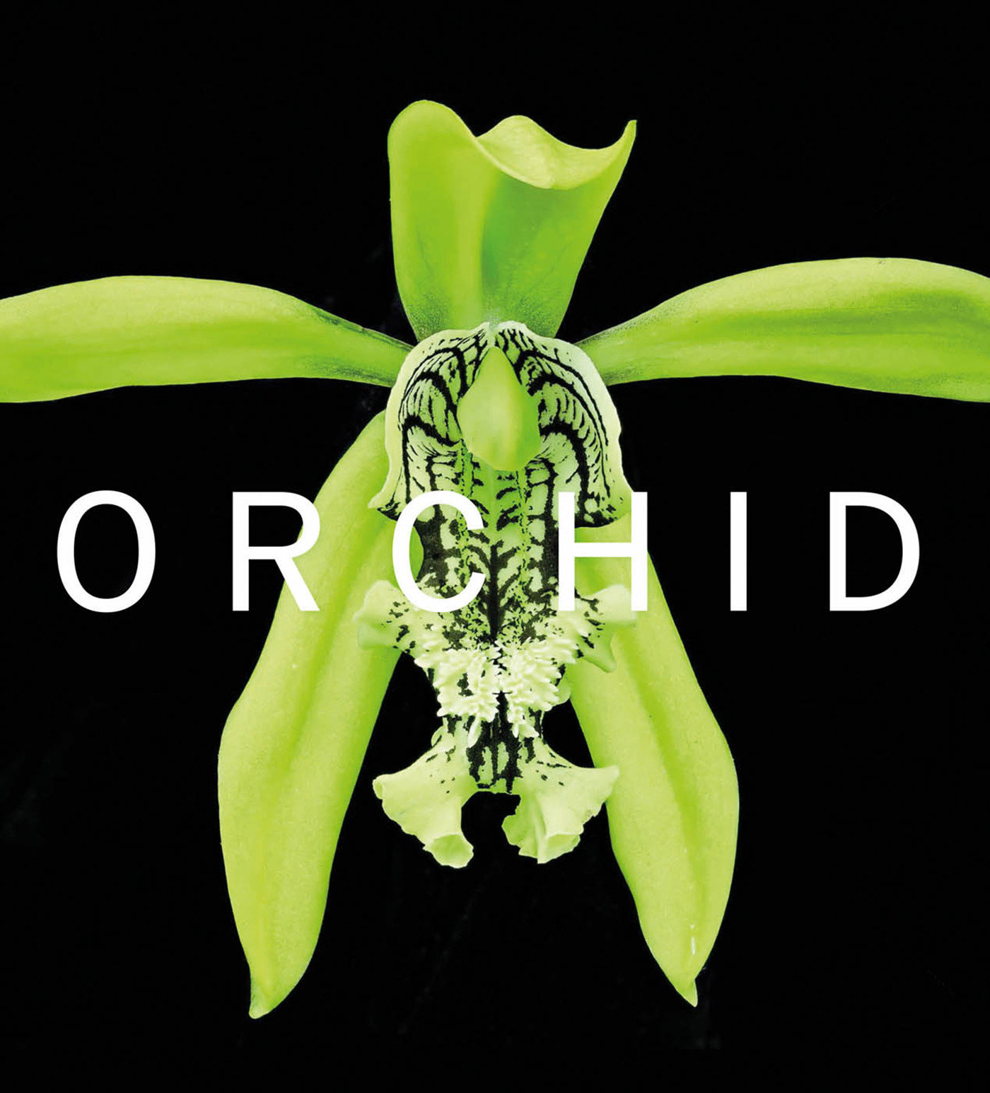 ORCHID by David A. Berry