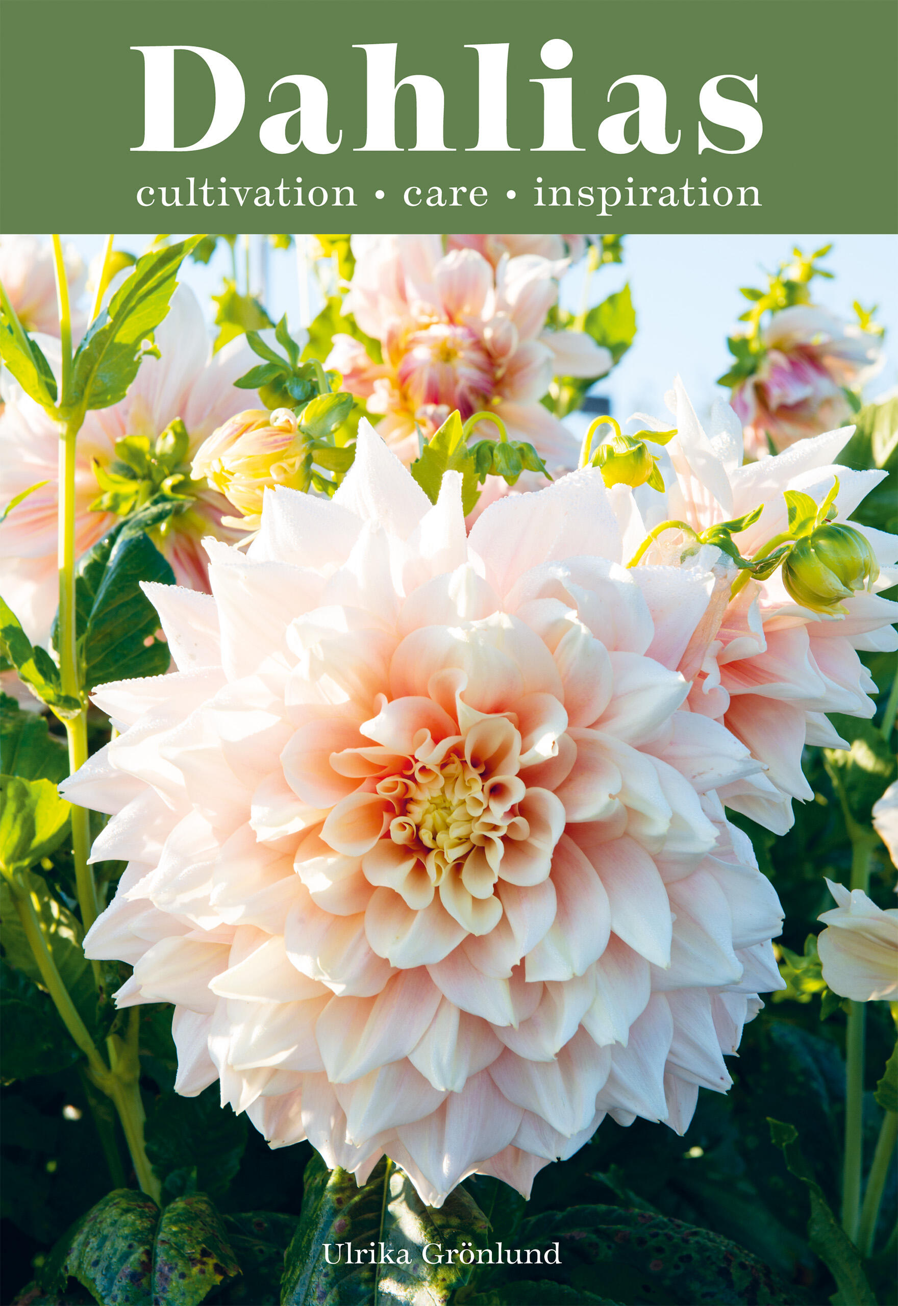 Dahlias by Ulrika Gronlund